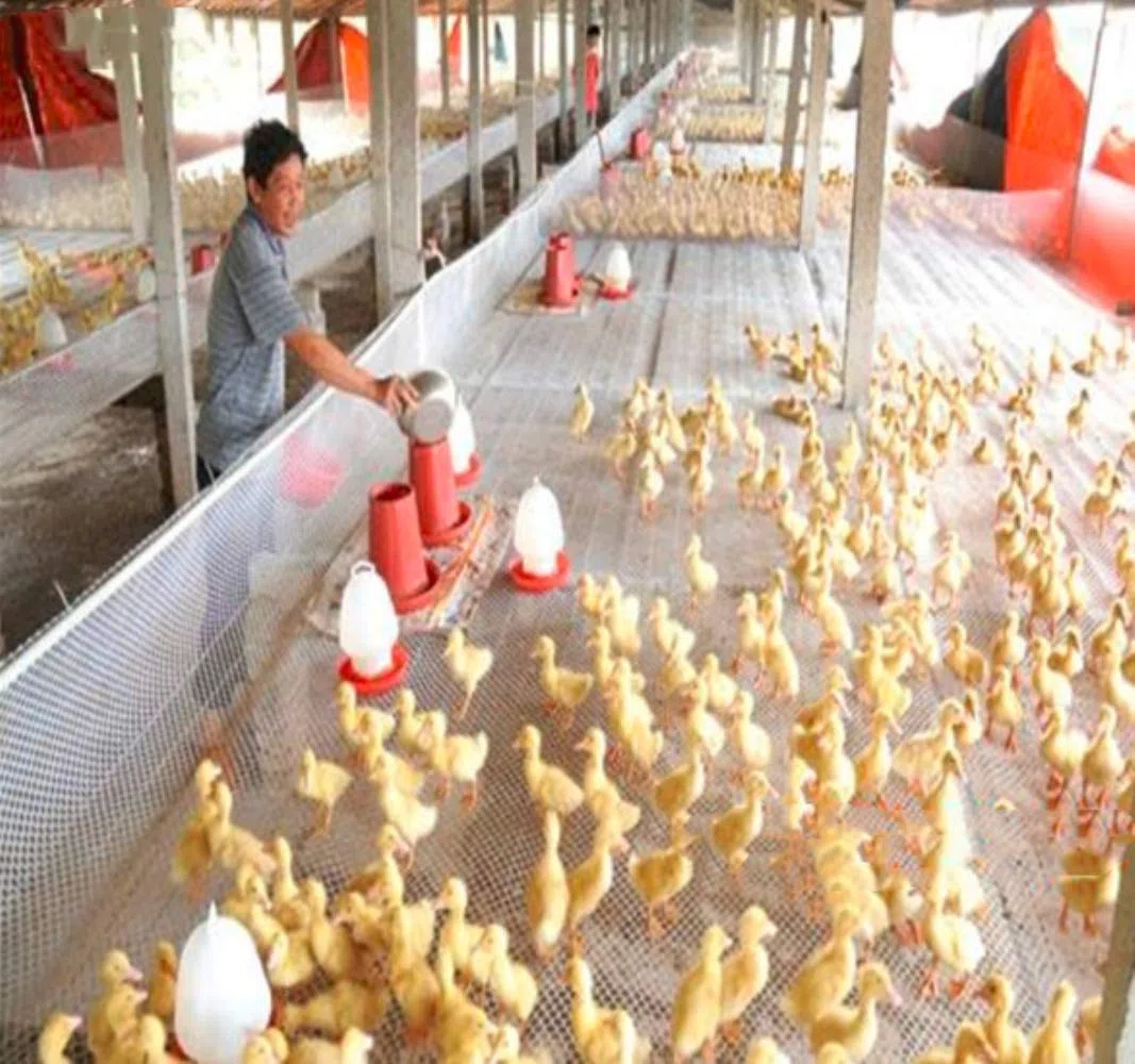 Red de plástico para cercado de aves de corral o protección para el balcón, apertura: 0,8 cm