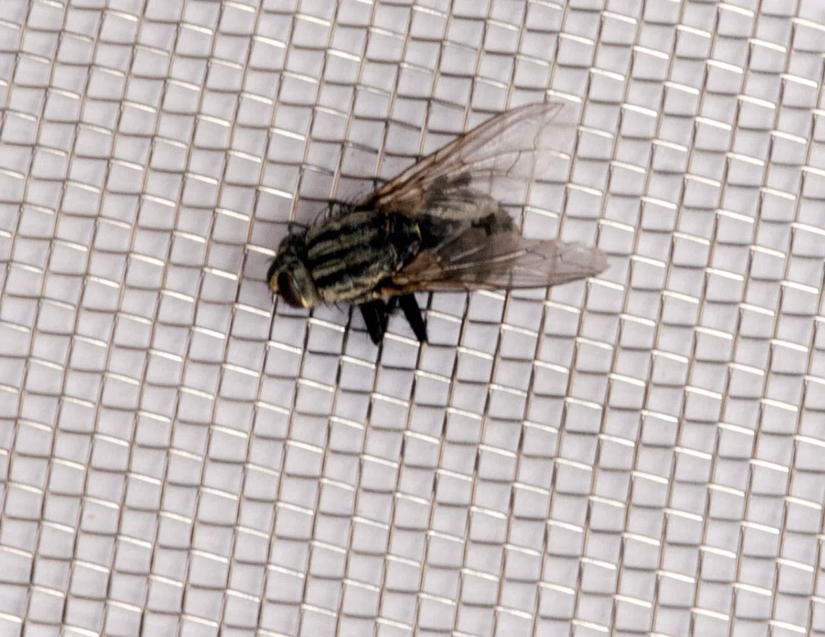 Malla Metálica Mosca. Grado Marítimo de Alta Calidad 316 Acero Inoxidable 60 cm x 90 cm