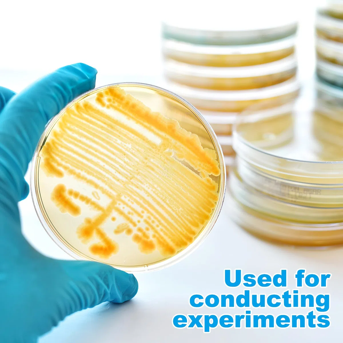 10 Piezas Para Proyectos De Papa Cultivo Prevertido De Siembra De Dextrosa Con Platos De Feria De Ciencias Suministros De Agar Temático De Investigación Biológica