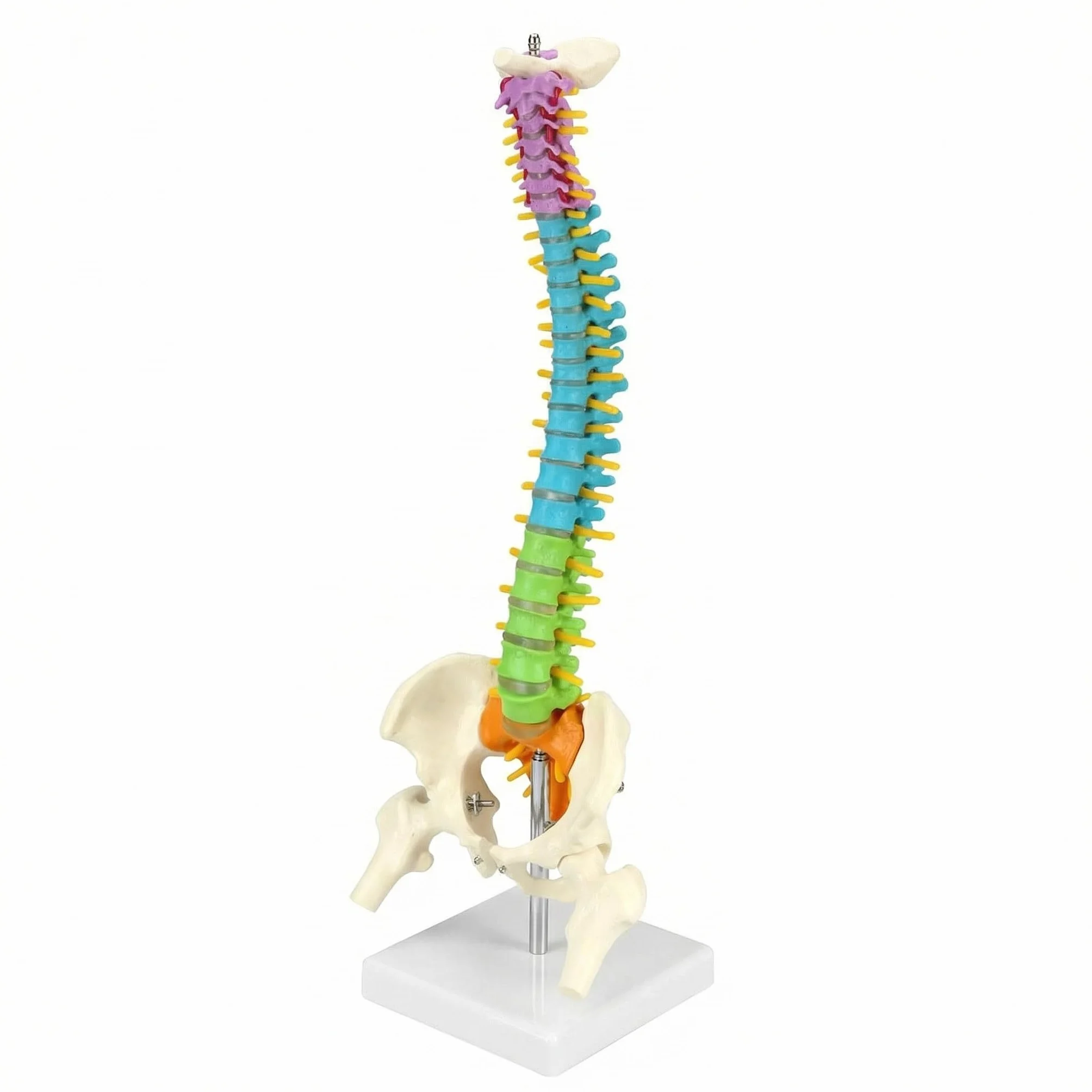 QWORK® Modelo de Columna Vertebral Flexible con Pelvis, Muslos y Nervios, Modelo Anatómico de 45 cm para Enseñanza, Estudio y Exhibición