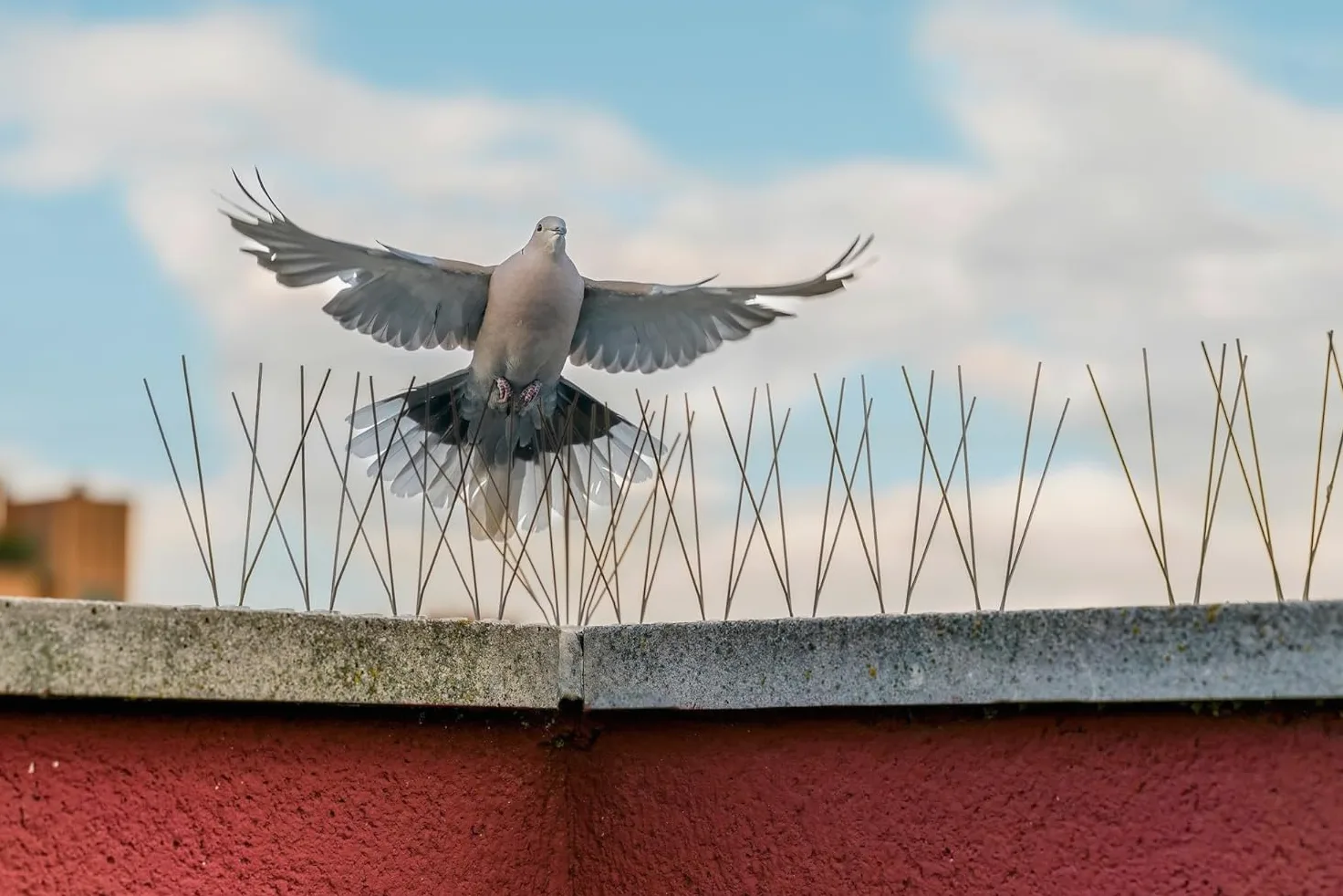 EINSIDE 10 Metros de disuasorio para Aves antipalomas, 80 Puntas en Acero Inoxidable AISI 304, Base Flexible Caja de 10 Piezas