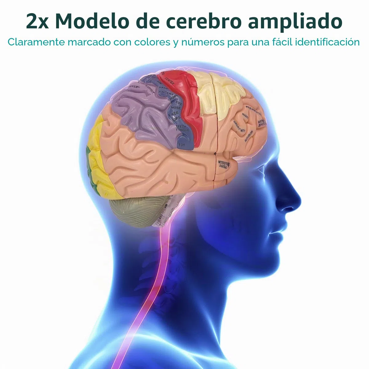 Modelo Anatómico del Cerebro Humano, Modelo de Cerebro 2X Ampliado en PVC, Cerebro Maqueta Médico, Desmontable en 4 Partes, para Enseñanza Formación Presentación Neurociencia Escuelas Hospitales