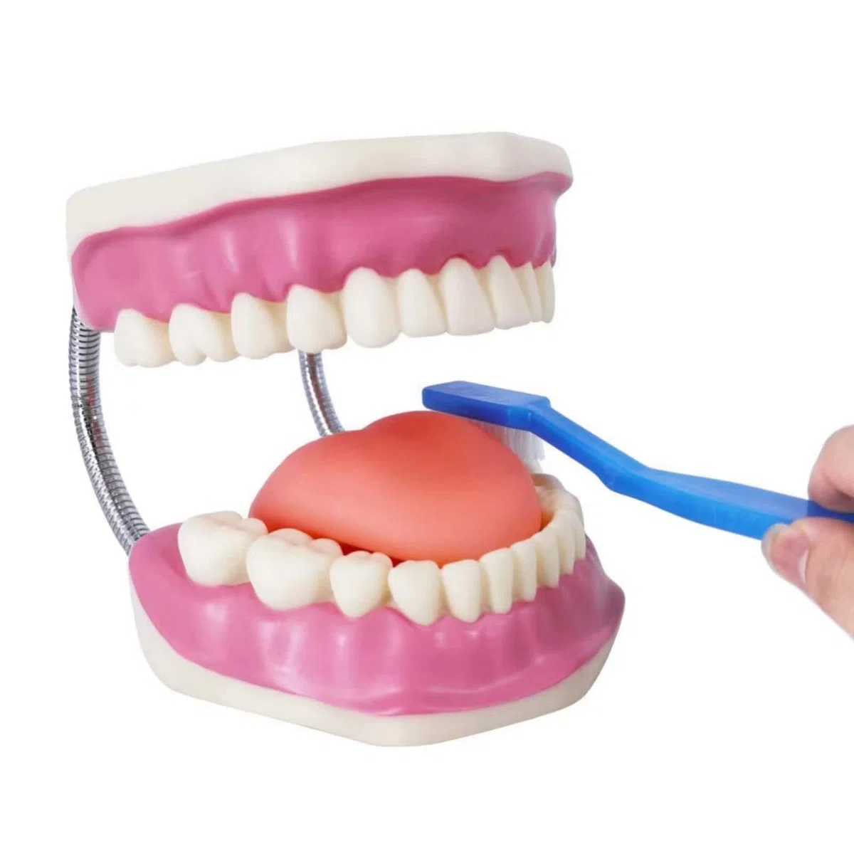 EVOTECH SCIENTIFIC Modelo de cuidado dental, con cepillo de dientes gigante, 32 dientes, modelo de demostración para el cuidado dental, Modelo de diente de demostración de tipodonte para adultos