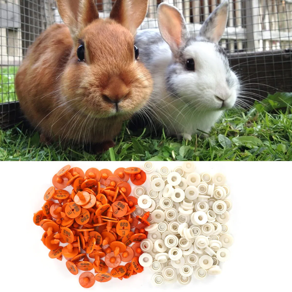 Fdit Crotal de Oreja de Animal para Conejos, Visones y Otros Animales Pequeños, Crotal de Oreja de Conejo Numerado, Etiqueta de Identificación de Animales con Número único Visón y