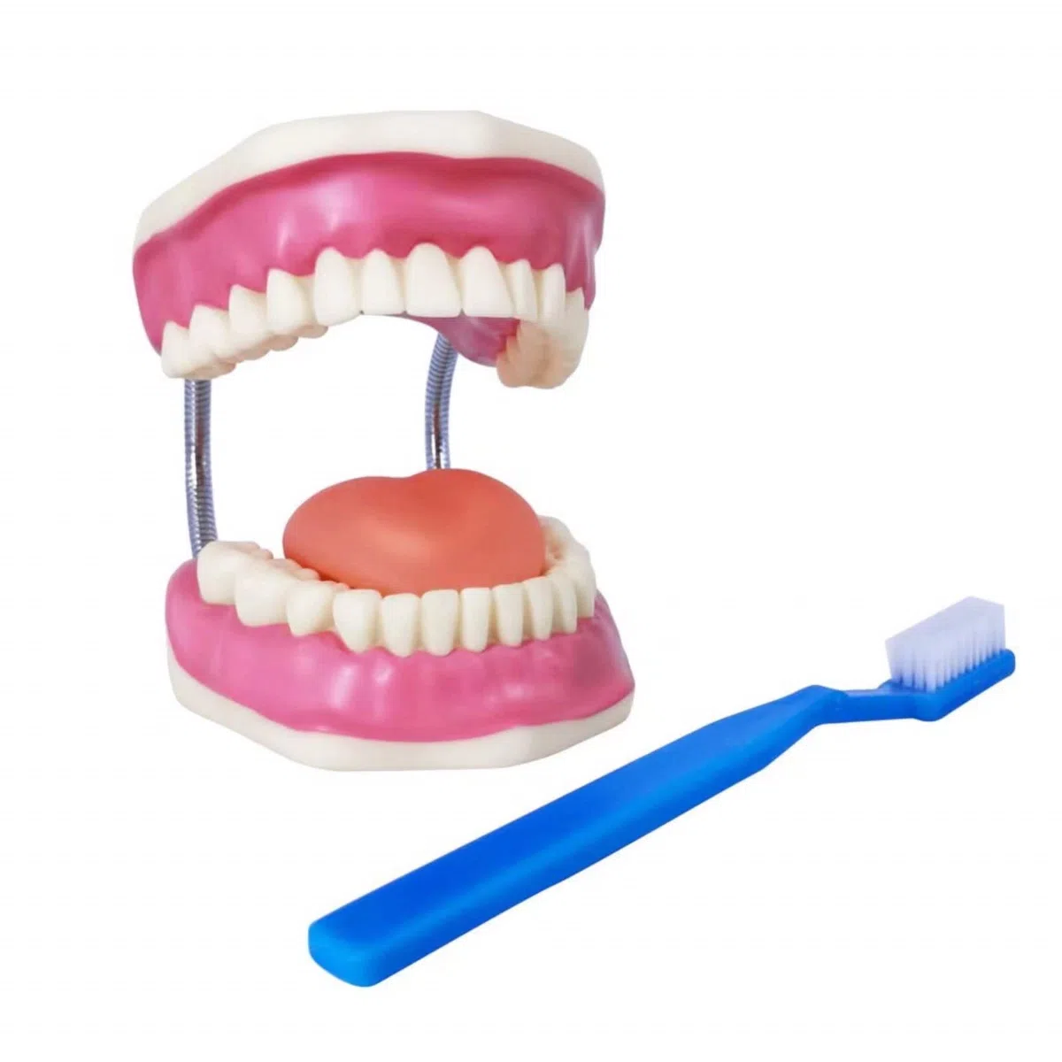 EVOTECH SCIENTIFIC Modelo de cuidado dental, con cepillo de dientes gigante, 32 dientes, modelo de demostración para el cuidado dental, Modelo de diente de demostración de tipodonte para adultos