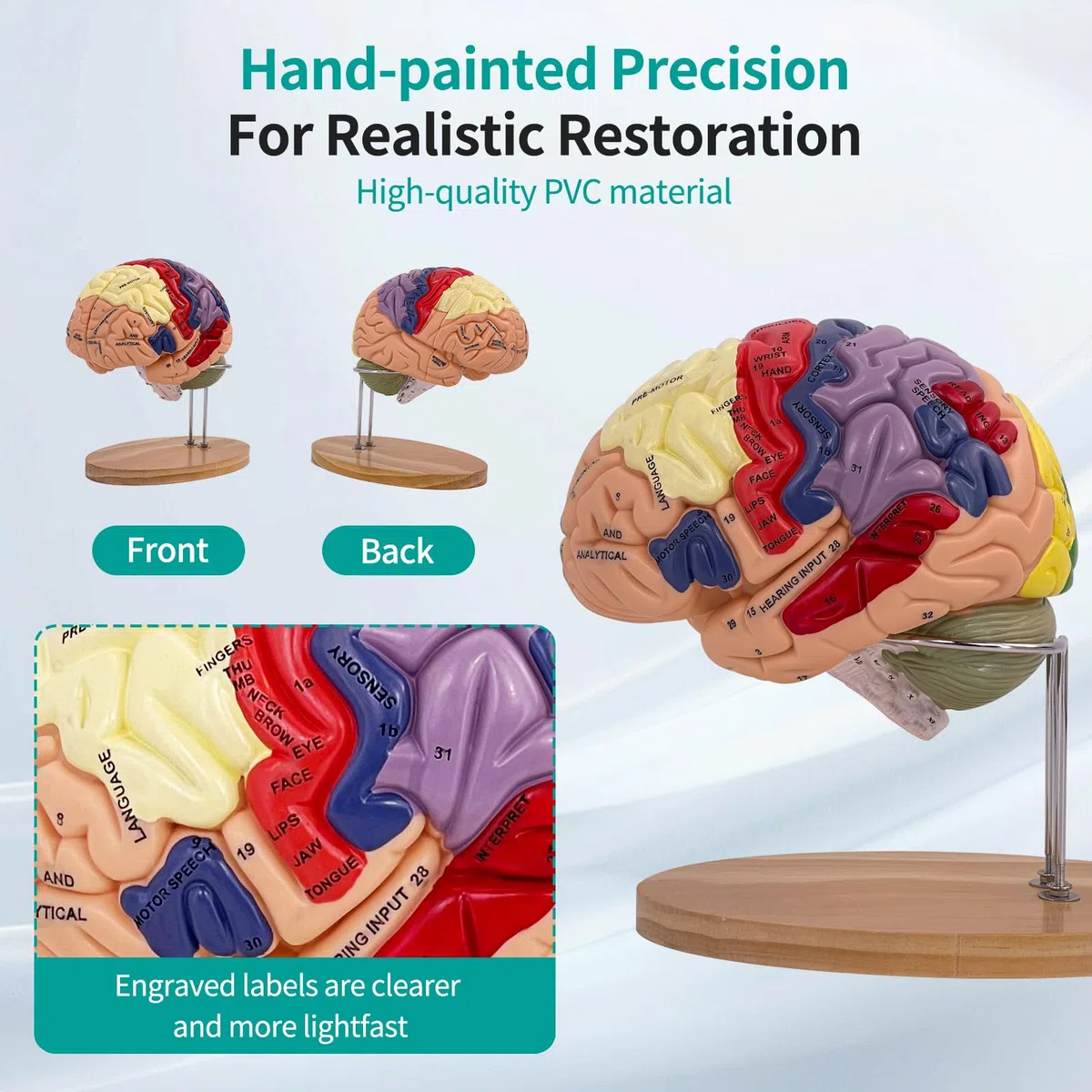Modelo Anatómico del Cerebro Humano, Modelo de Cerebro 2X Ampliado en PVC, Cerebro Maqueta Médico, Desmontable en 4 Partes, para Enseñanza Formación Presentación Neurociencia Escuelas Hospitales