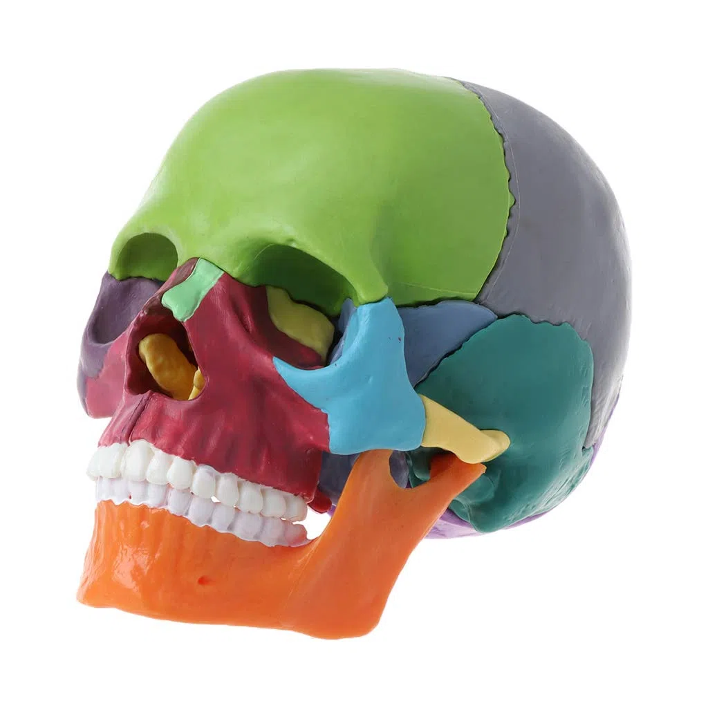 GUMEI 15 unids/Set 4D Desmontado Cráneo de Color Modelo Anatómico Herramienta de Enseñanza Médica Desmontable