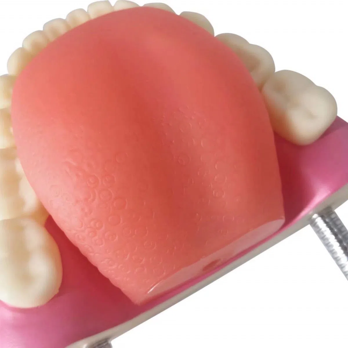 EVOTECH SCIENTIFIC Modelo de cuidado dental, con cepillo de dientes gigante, 32 dientes, modelo de demostración para el cuidado dental, Modelo de diente de demostración de tipodonte para adultos