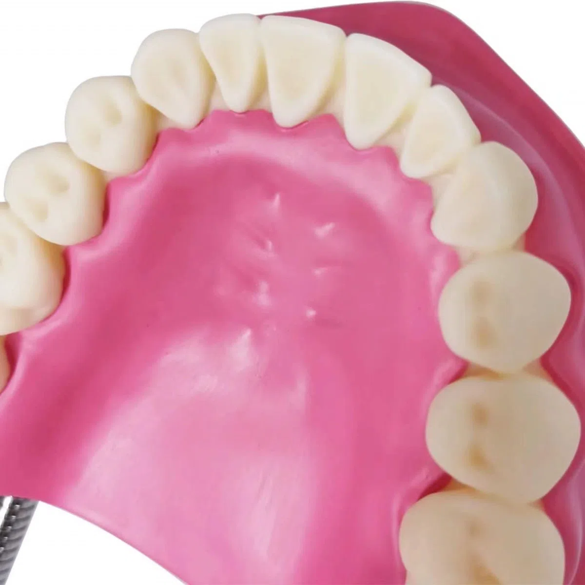 EVOTECH SCIENTIFIC Modelo de cuidado dental, con cepillo de dientes gigante, 32 dientes, modelo de demostración para el cuidado dental, Modelo de diente de demostración de tipodonte para adultos