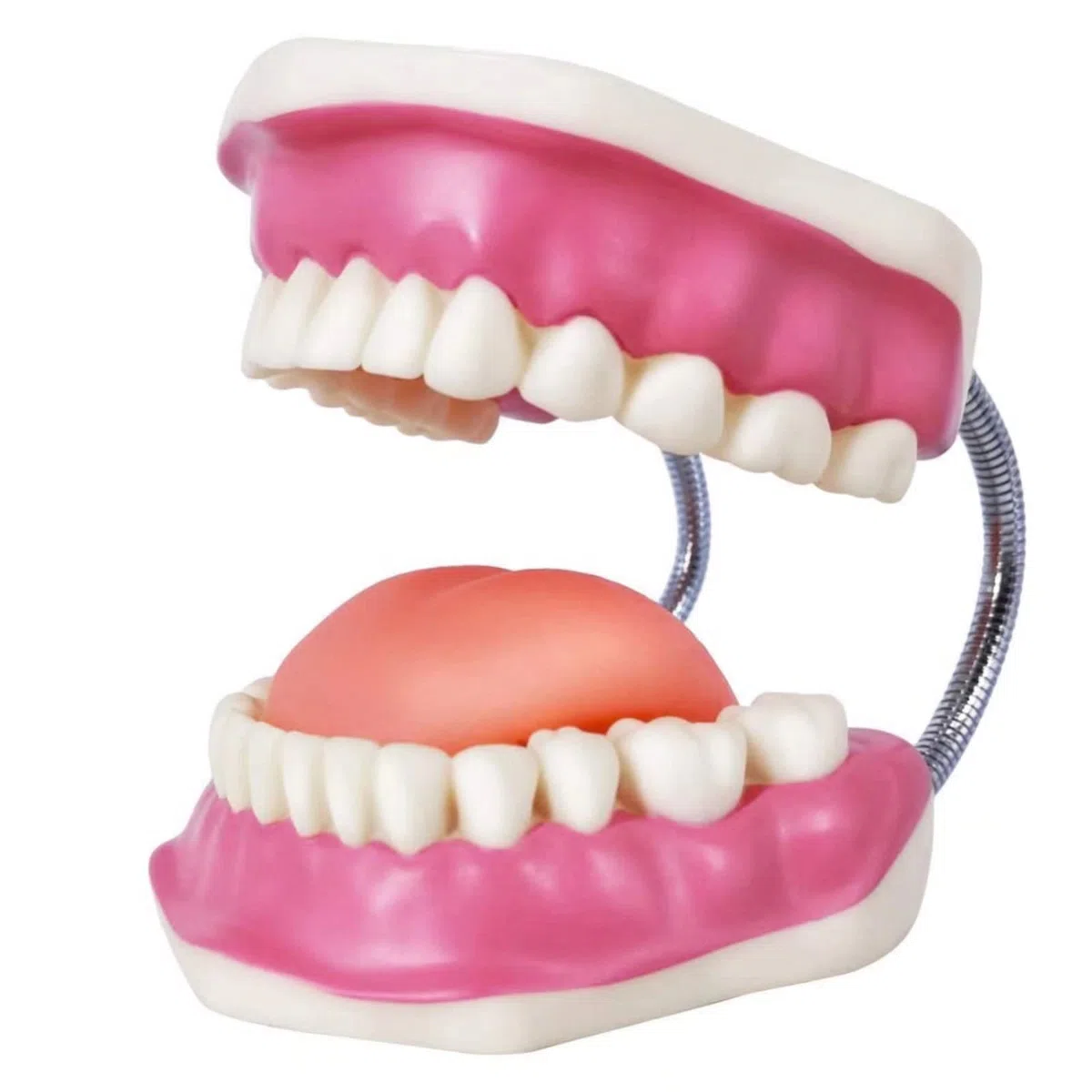 EVOTECH SCIENTIFIC Modelo de cuidado dental, con cepillo de dientes gigante, 32 dientes, modelo de demostración para el cuidado dental, Modelo de diente de demostración de tipodonte para adultos
