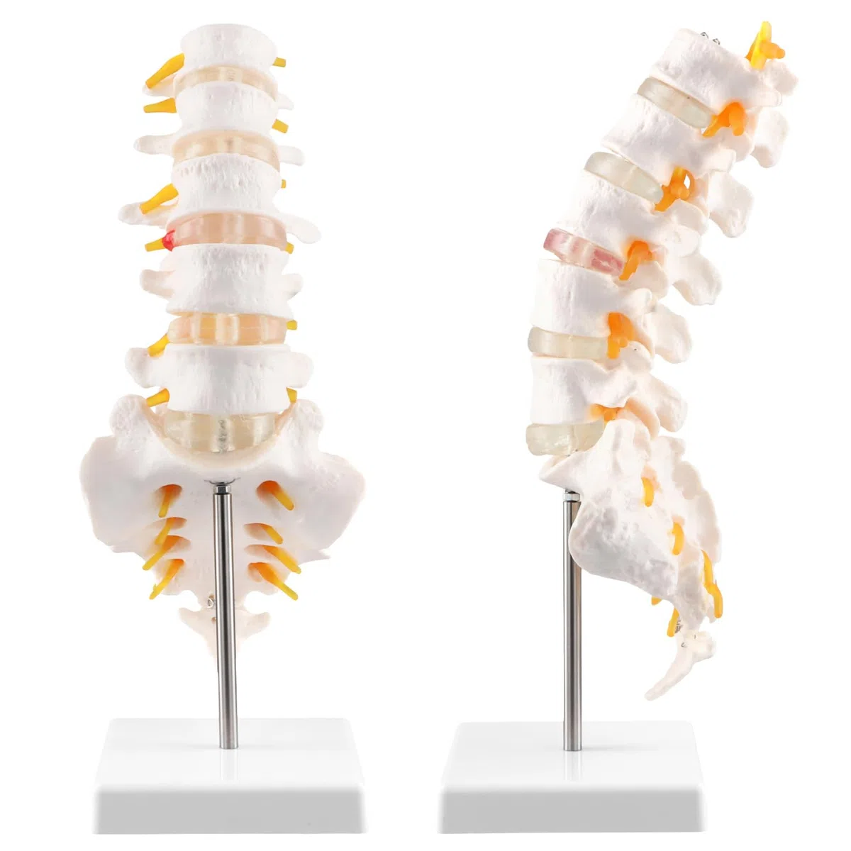 QWORK® Modelo Anatómico de Columna Lumbar con Sacro Abierto, Tamaño Natural 1:1, para Enseñanza, Estudio y Demostración