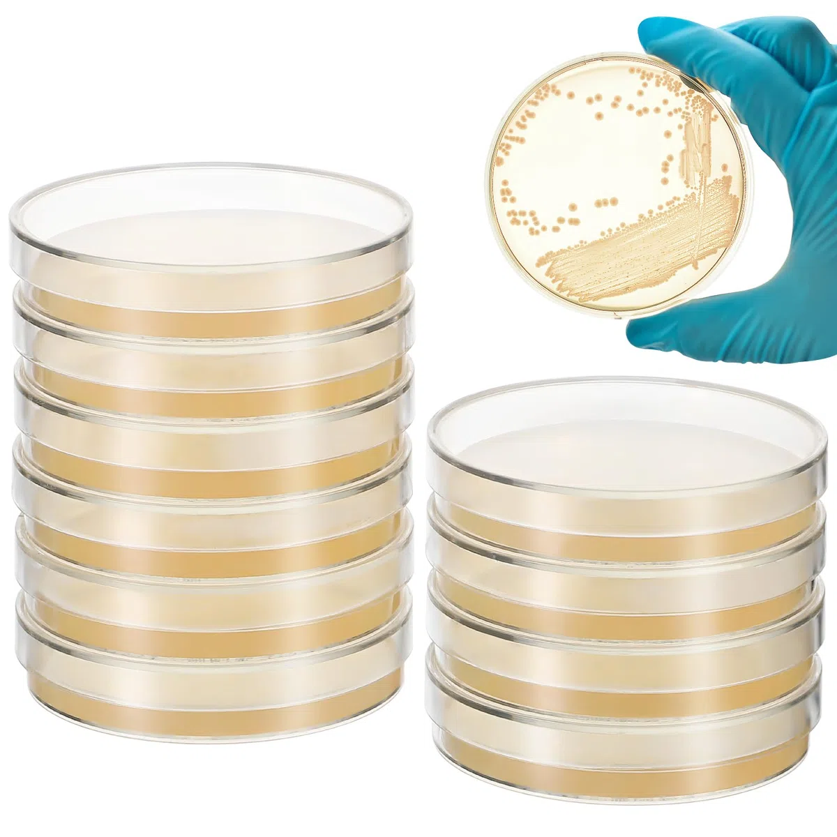 10 Piezas Para Proyectos De Papa Cultivo Prevertido De Siembra De Dextrosa Con Platos De Feria De Ciencias Suministros De Agar Temático De Investigación Biológica