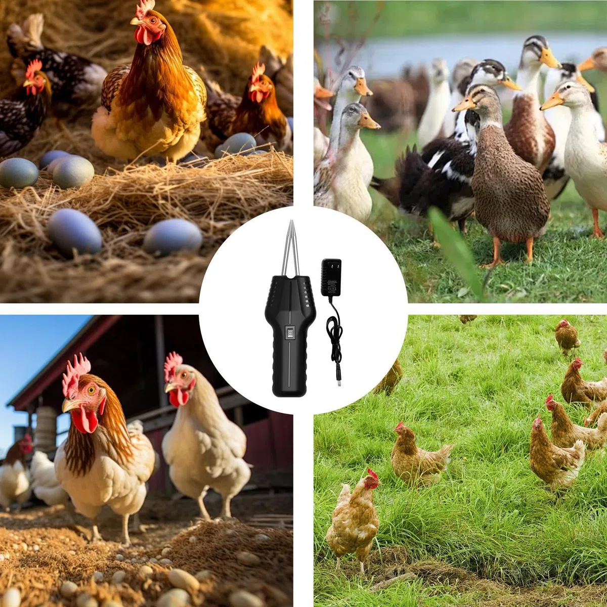 Plumosa de pollo, máquina de desplumado portátil, Plumero eléctrico portátil para aves de corral, Herramienta de eliminación de plumas eléctrica de alta velocidad para pájaro, pato, , ardilla y p