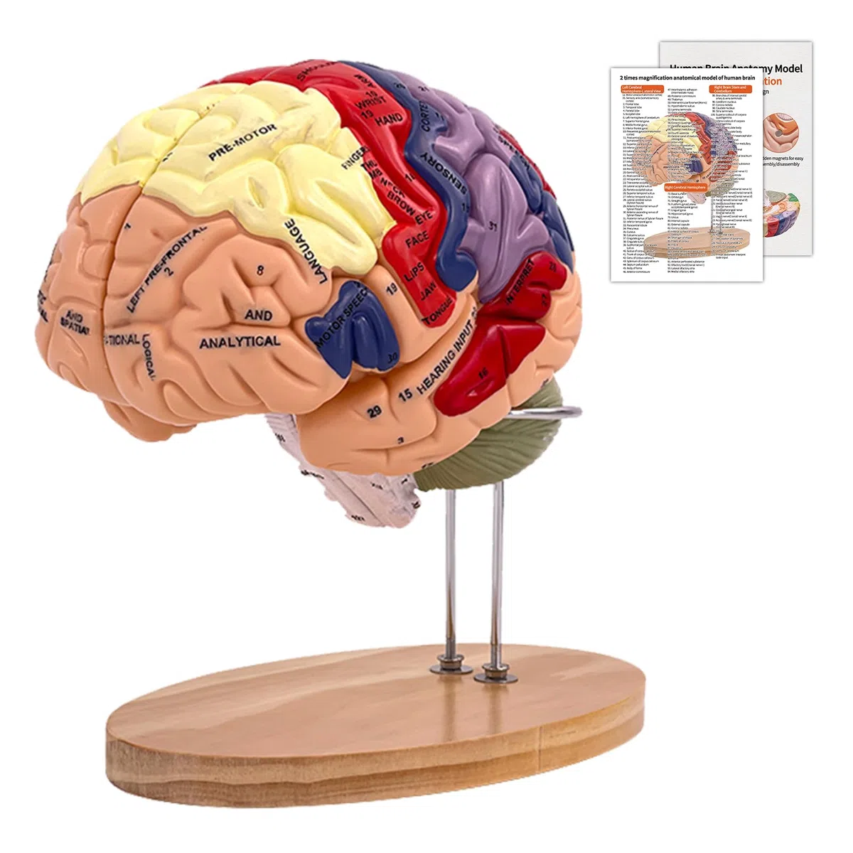 Modelo Anatómico del Cerebro Humano, Modelo de Cerebro 2X Ampliado en PVC, Cerebro Maqueta Médico, Desmontable en 4 Partes, para Enseñanza Formación Presentación Neurociencia Escuelas Hospitales