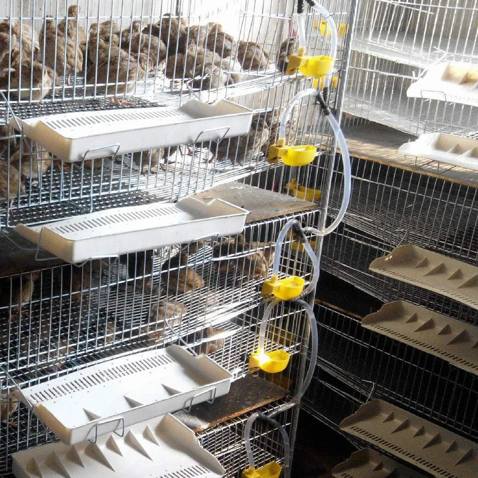 12 tazas de agua de codorniz para palomas, bebedero automático para pájaros, bebedero para pájaros, taza para beber, cuenco, sistema de riego para aves, herramientas agrícolas para jaulas, bebederos p