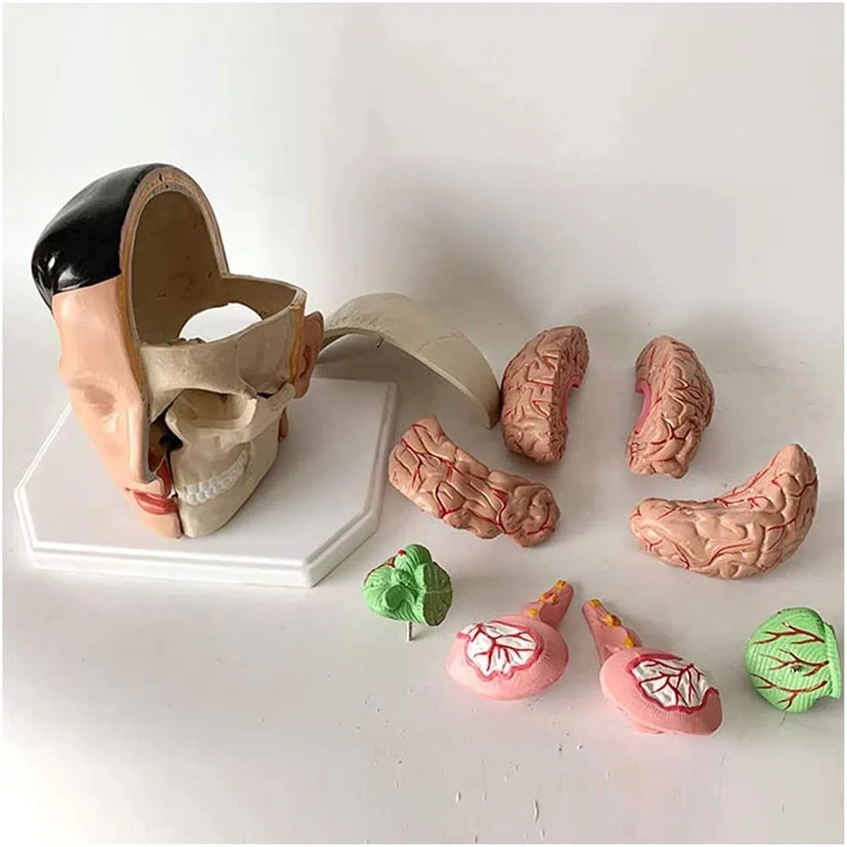 Modelo de enseñanza, modelo cerebral, modelo de arterias cerebrales, modelo de cerebro humano desmontable para fines de enseñanza médica, equipo de laboratorio, modelo médico, esqueleto