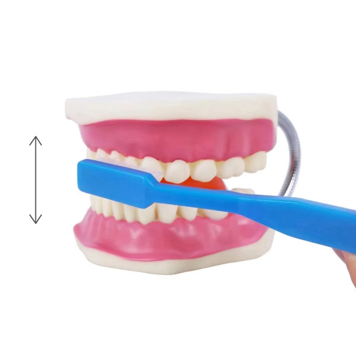 EVOTECH SCIENTIFIC Modelo de cuidado dental, con cepillo de dientes gigante, 32 dientes, modelo de demostración para el cuidado dental, Modelo de diente de demostración de tipodonte para adultos